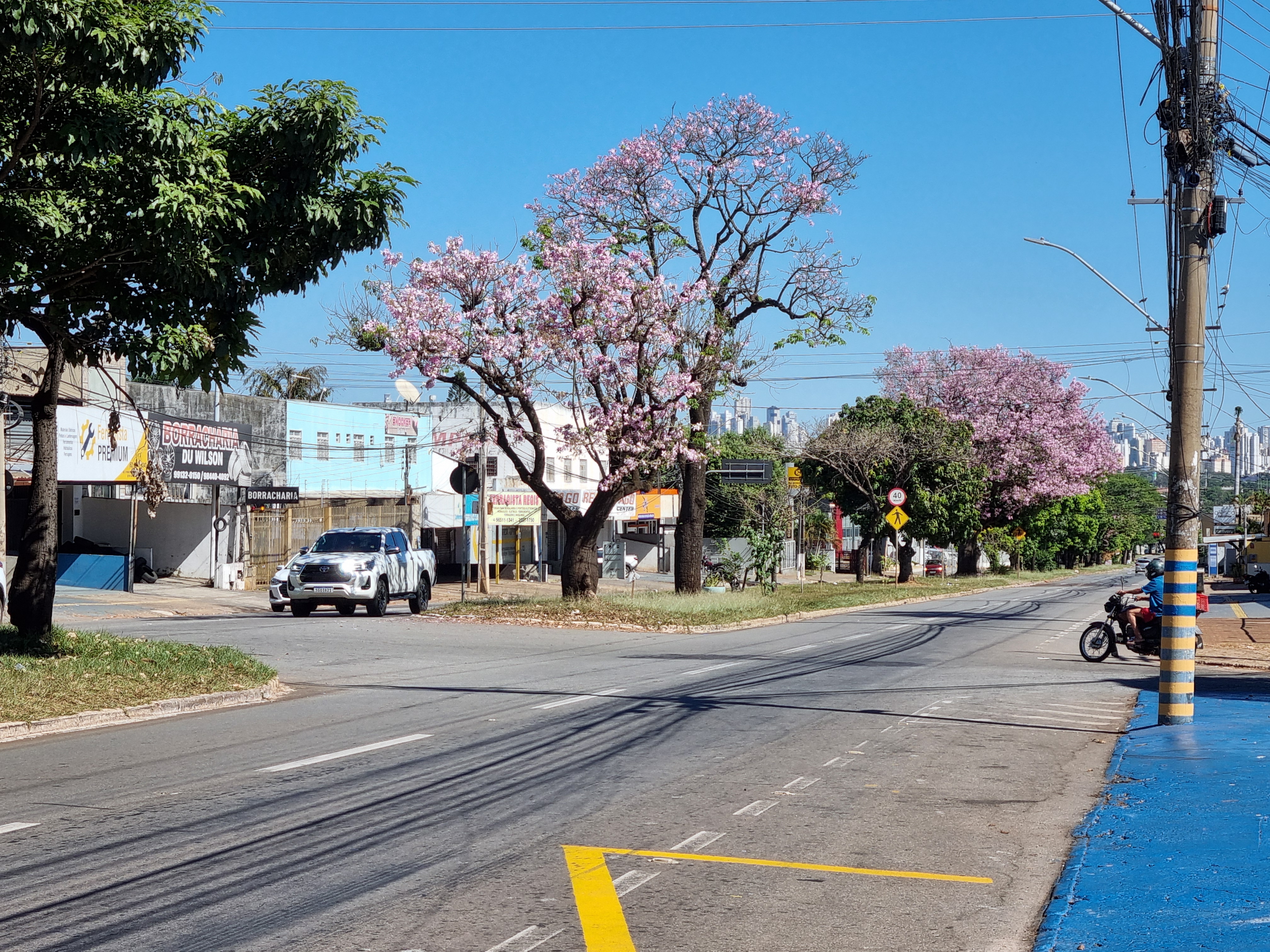 Avenida arborizada com ipês floridos em bairro residencial de Goiânia
